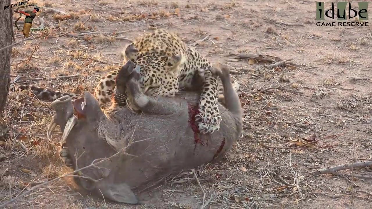 Leopard Vs Warthog- African Wildlife In Action!