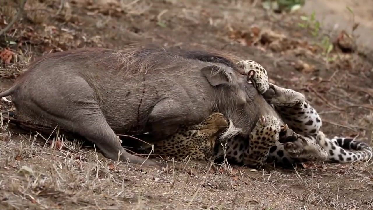 Warthog kill Not for sensitive viewers